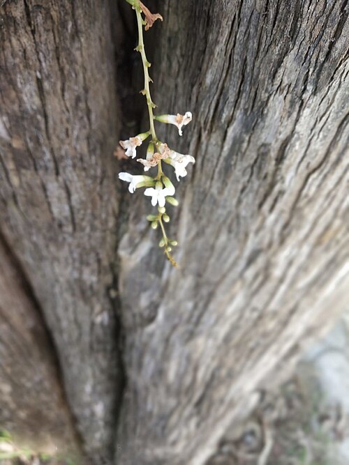 Spiny fiddlewood: such a beautiful little white flowers with unlimited memories