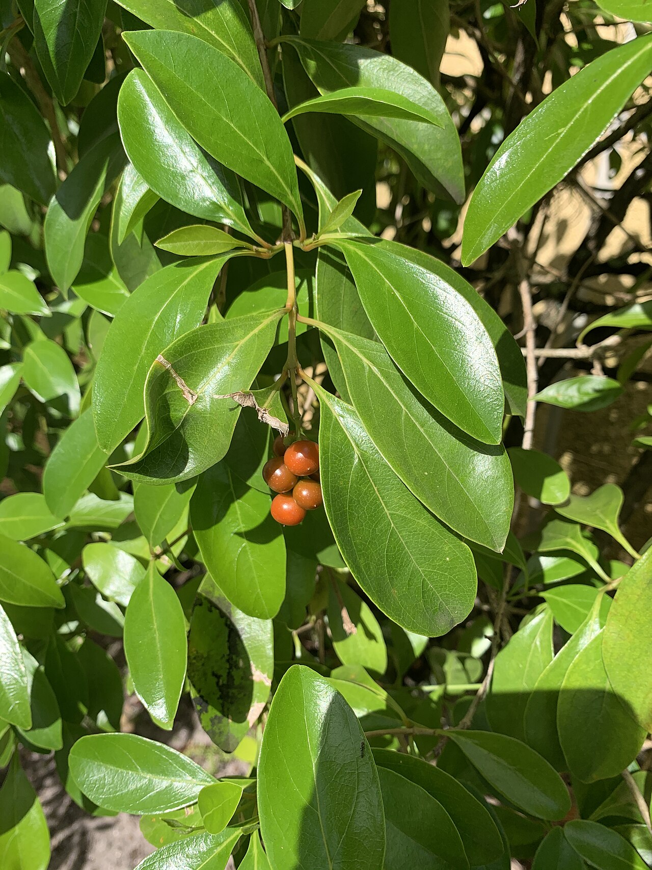 Spiny fiddlewood: Citharexylum spinosum—fruit Boynton Beach, Florida,USA
