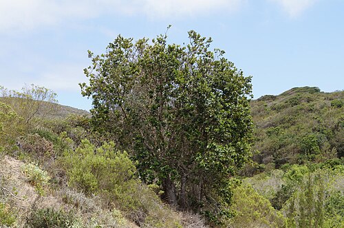Citronella mucronata: Citronella mucronata , Los Vilos, Chile