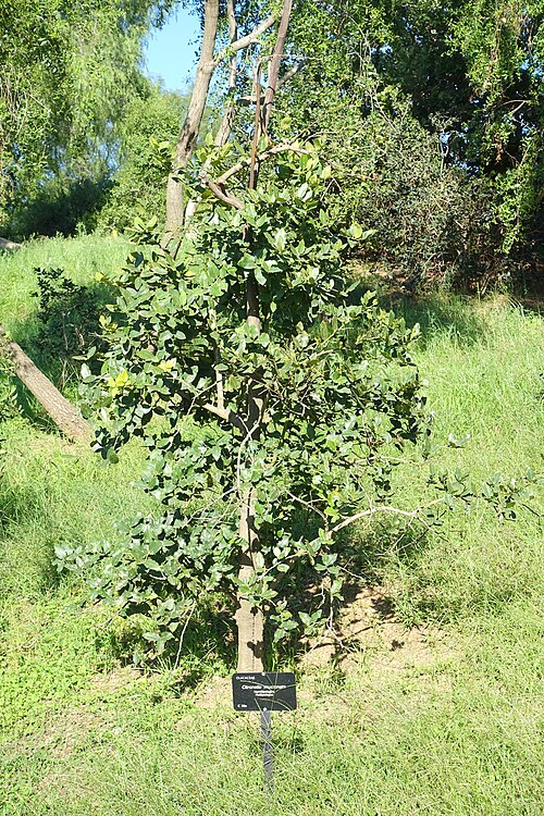 Citronella mucronata: Botanical specimen in the Jardín Botánico de Barcelona - Barcelona, Spain.