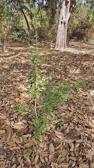 Citropsis daweana: wild citrus