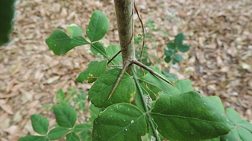 Citropsis daweana: wild citrus