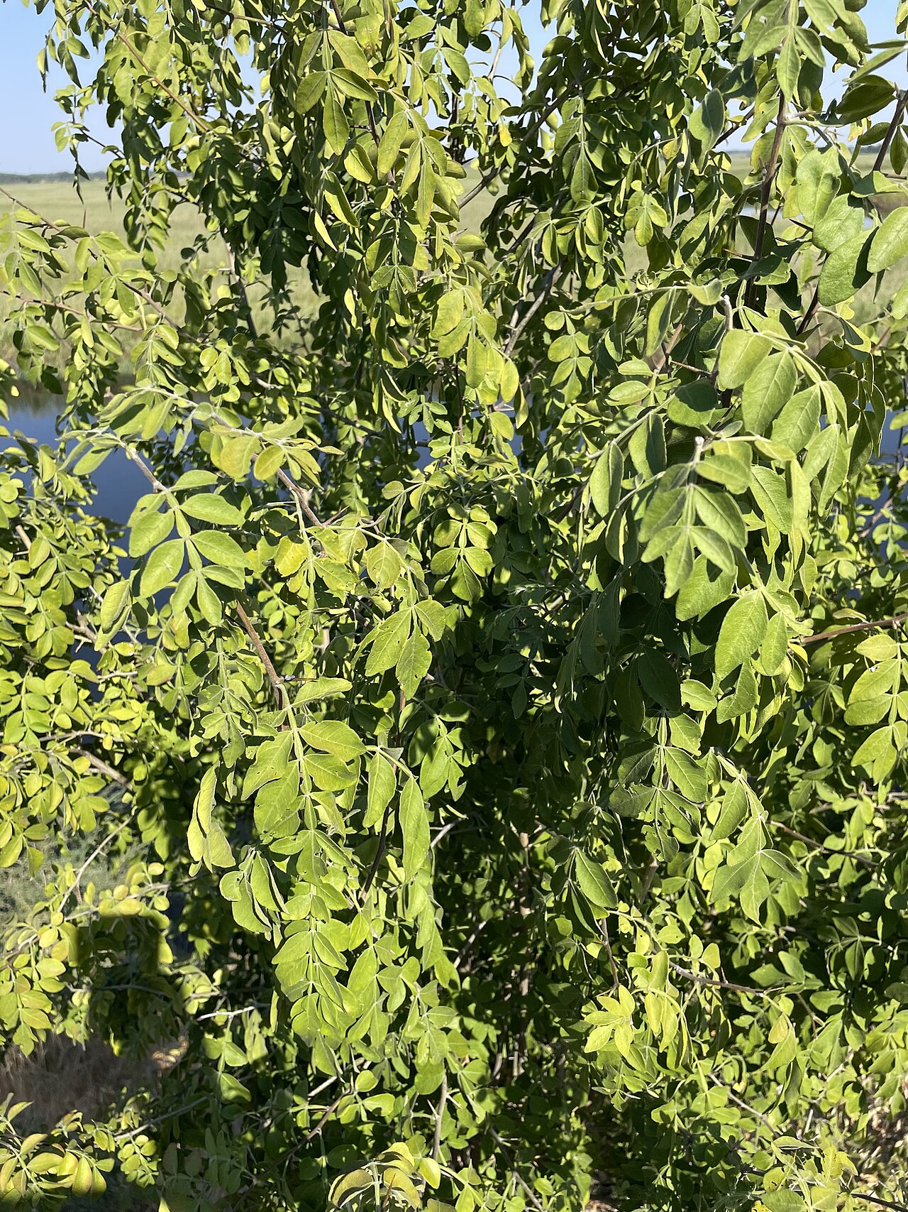 Citropsis daweana: wild citrus