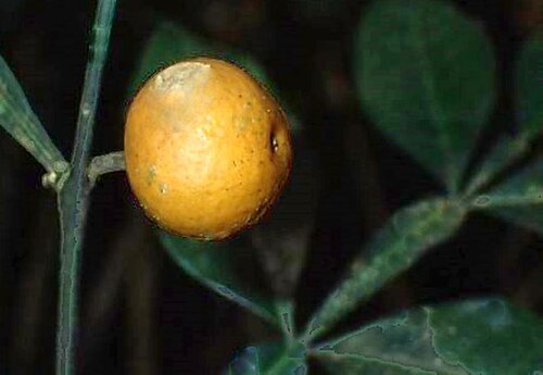 Citropsis gabunensis: https://www.gbif.org/occurrence/3946778116