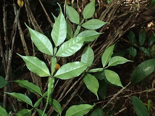 Citropsis gabunensis: https://www.gbif.org/occurrence/3946778116
