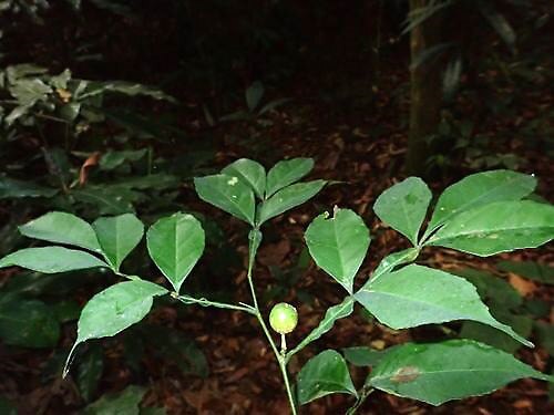 Citropsis gabunensis: https://www.gbif.org/occurrence/3946778116
