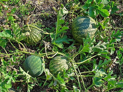 Colocynth: Citrullus colocynthis , Cucurbitaceae, Colocynth, Bitter Apple, Bitter Cucumber, Egusi, Vine of Sodom, fruits; Botanical Garden KIT, Karlsruhe, Germany. The rip