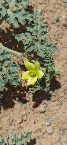 Colocynth (Citrullus colocynthis)