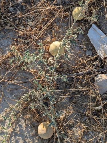 Colocynth (Citrullus colocynthis)