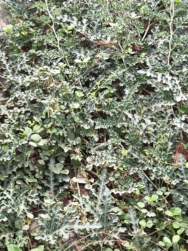 Colocynth (Citrullus colocynthis)