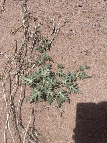Colocynth (Citrullus colocynthis)