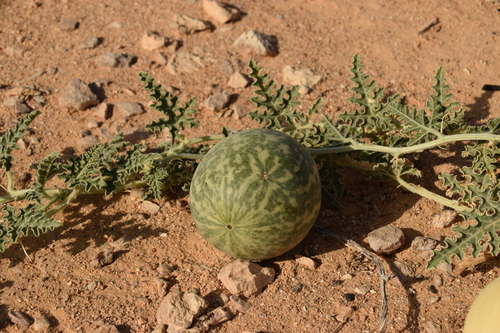 Colocynth (Citrullus colocynthis)