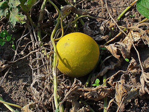 Colocynth: Citrullus colocynthis , Cucurbitaceae, Colocynth, Bitter Apple, Bitter Cucumber, Egusi, Vine of Sodom, ripe fruit; Botanical Garden KIT, Karlsruhe, Germany. The