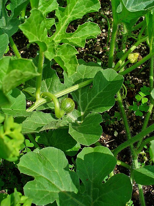 Colocynth: Citrullus colocynthis , Cucurbitaceae, Colocynth, Bitter Apple, Bitter Cucumber, Egusi, Vine of Sodom, young fruit; Botanical Garden KIT, Karlsruhe, Germany. Th