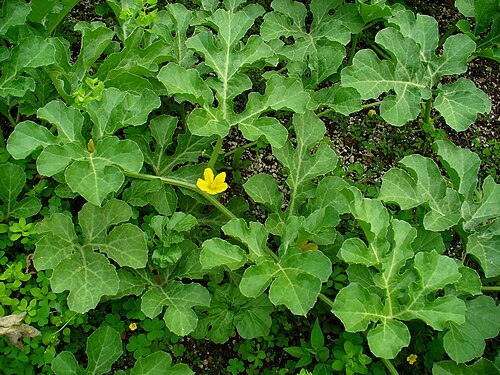 Colocynth: Citrullus colocynthis , Cucurbitaceae, Colocynth, Bitter Apple, Bitter Cucumber, Egusi, Vine of Sodom, habitus; Botanical Garden KIT, Karlsruhe, Germany. The ri