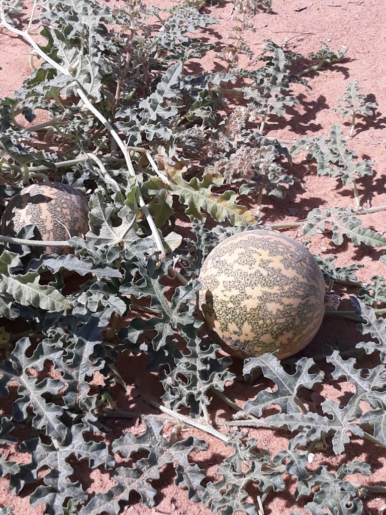Colocynth (Citrullus colocynthis)