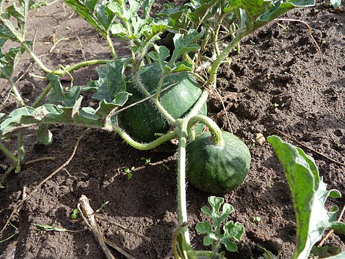 Watermelon: Citrullus lanatus. Found in Latvia