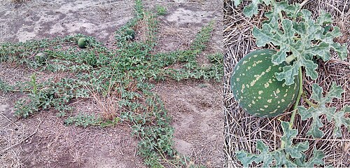 Watermelon: Citrullus Lanatus , known as the Afghan, Camel or Wild Melon in Australia, where it is a weed. Very closely related to the watermelon which is Citrullus lanatus