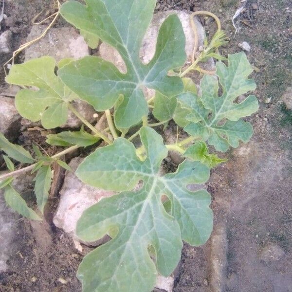 Watermelon (Citrullus lanatus)