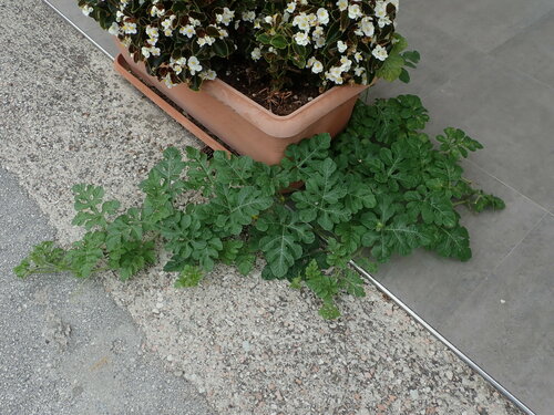 Watermelon (Citrullus lanatus)