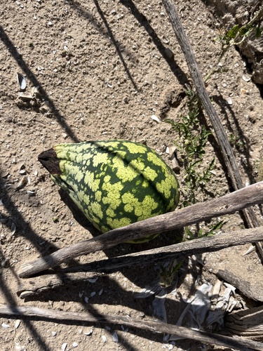 Watermelon (Citrullus lanatus)