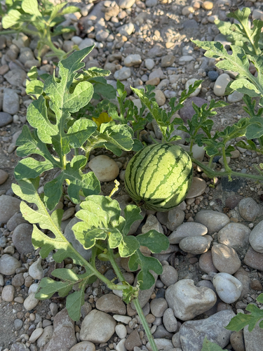 Watermelon (Citrullus lanatus)