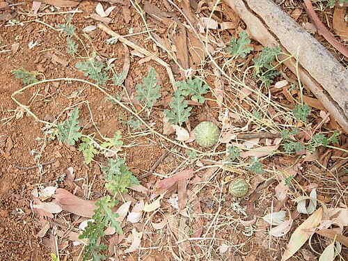 Watermelon: Citrullus lanatus