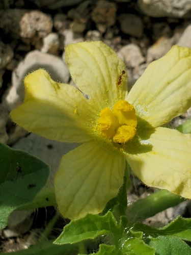 Watermelon (Citrullus lanatus)