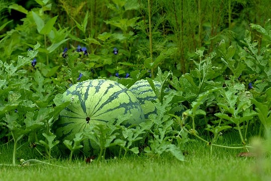 Watermelon: Watermelons