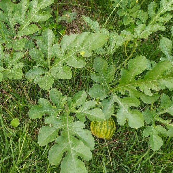 Watermelon (Citrullus lanatus)