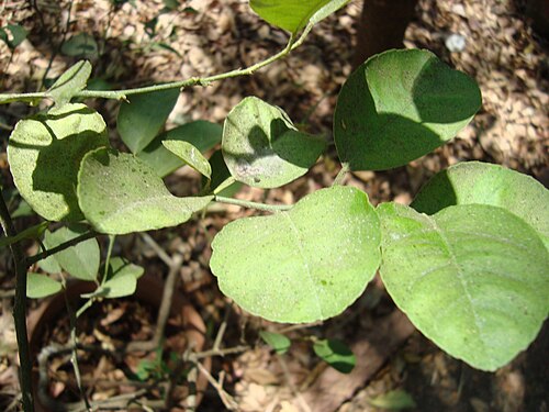 Key lime: Citrus aurantifolia, at Thrissur, Kerala, India