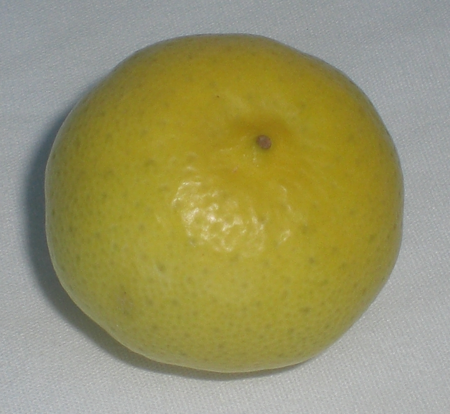 Key lime: Digital photo taken by Marc Averette. Tree-ripened en:key lime . Color is a bright yellow, unlike the more common green Persian limes.