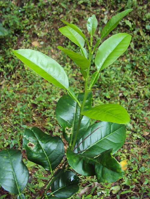 Key lime: Citrus aurantifolia leaves - വടുകപ്പുളി നാരകം