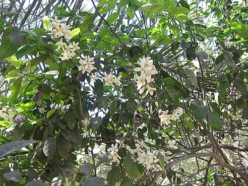 Key lime: Citrus വടുകപ്പുളി നാരകം, കൈപ്പൻ നാരകം, കറി നാരകം, കടുകപ്പുളി നാരകം വടുകപുളി നാരങ്ങ, കറിനാരങ്ങ, കടുകപുളി നാരങ്ങ