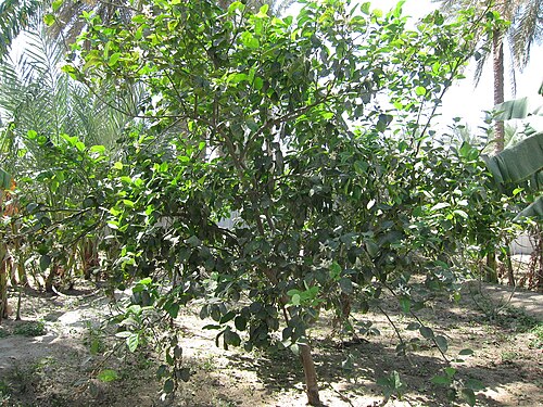 Key lime: Citrus വടുകപ്പുളി നാരകം, കൈപ്പൻ നാരകം, കറി നാരകം, കടുകപ്പുളി നാരകം വടുകപുളി നാരങ്ങ, കറിനാരങ്ങ, കടുകപുളി നാരങ്ങ