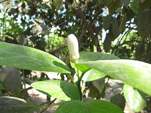 Key lime: Citrus വടുകപ്പുളി നാരകം, കൈപ്പൻ നാരകം, കറി നാരകം, കടുകപ്പുളി നാരകം വടുകപുളി നാരങ്ങ, കറിനാരങ്ങ, കടുകപുളി നാരങ്ങ