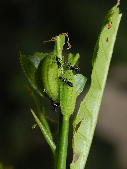 Key lime: Caterpillar of Chilades lajus (Stoll, 1780) – Lime Blue on Citrus aurantiifolia attended by ants