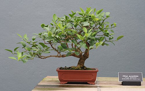 Key lime: A Key Lime ( Citrus aurantifolia ) bonsai on display at the Brooklyn Botanic Garden. It was developed by Kazuo Fujii in the "windswept" style.
