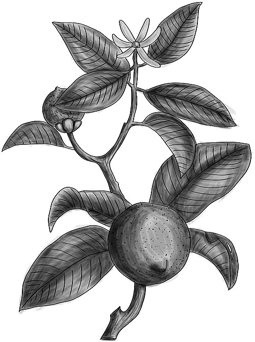 Key lime: Citrus aurantifolia BYN