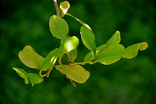 Kaffir lime: Citrus hystrix in Jardin des Plantes de Toulouse