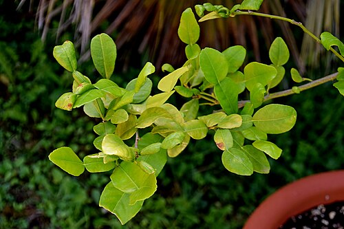 Kaffir lime: Citrus hystrix in Jardin des Plantes de Toulouse