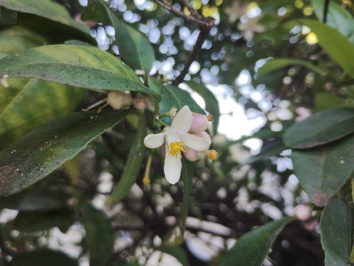 Kaffir lime (Citrus hystrix)