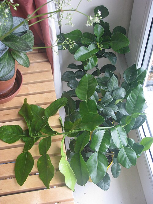Kaffir lime: Just bought from a chap on Facebook this week - looking very happy and smelling divine!