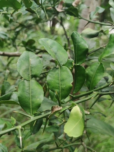 Kaffir lime (Citrus hystrix)