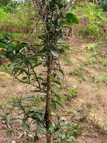 Kaffir lime (Citrus hystrix)