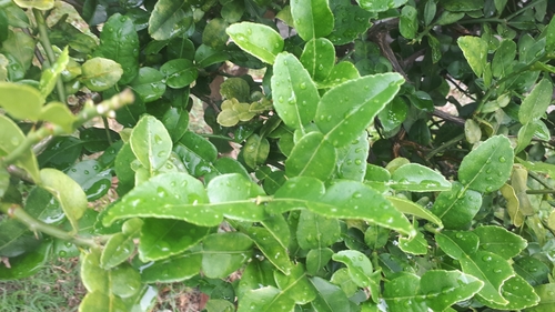 Kaffir lime (Citrus hystrix)