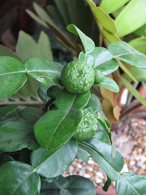 Kaffir lime: Citrus Thai lime-leaf