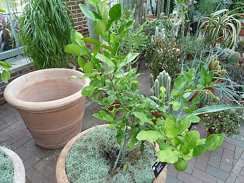 Kaffir lime: Thai lime, Citrus hystrix