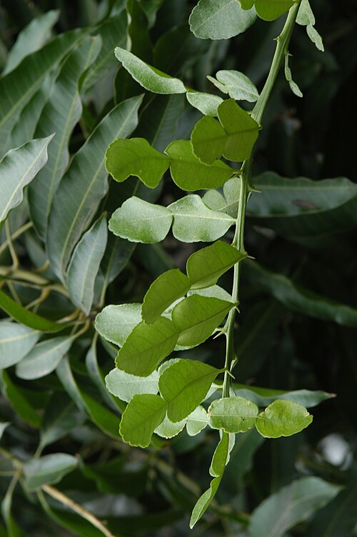 Kaffir lime: Citrus hystrix