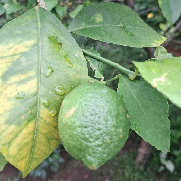 Lemon (Citrus limon)